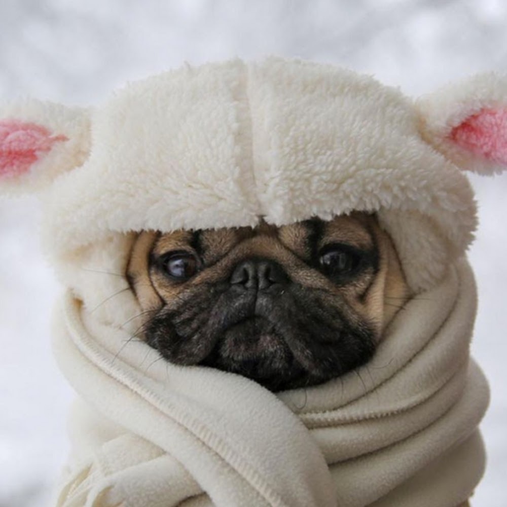 Meet your Posher, Panda hat